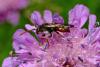 Nomada sp.